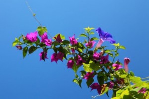 bougainvillea_with_blue_sky_190385